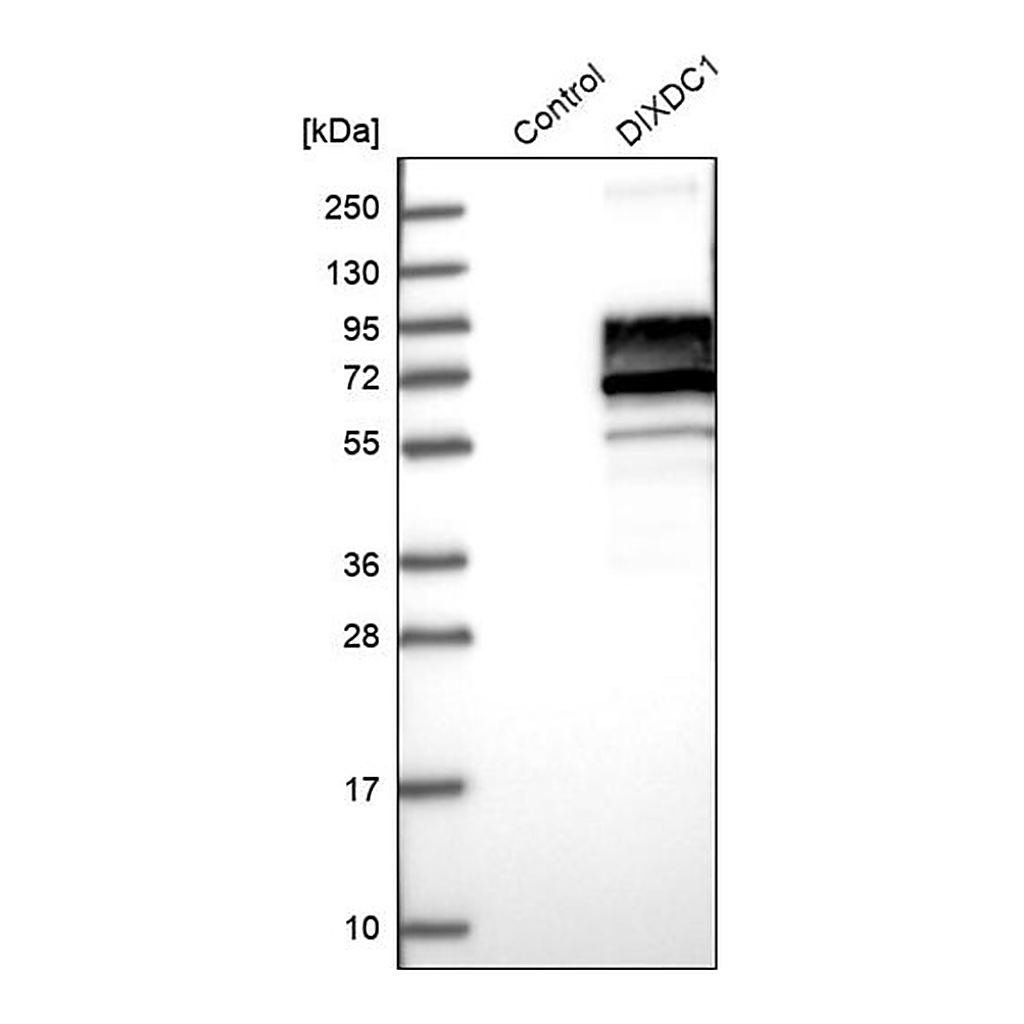 Merck Anti-DIXDC1 antibody produced in rabbit