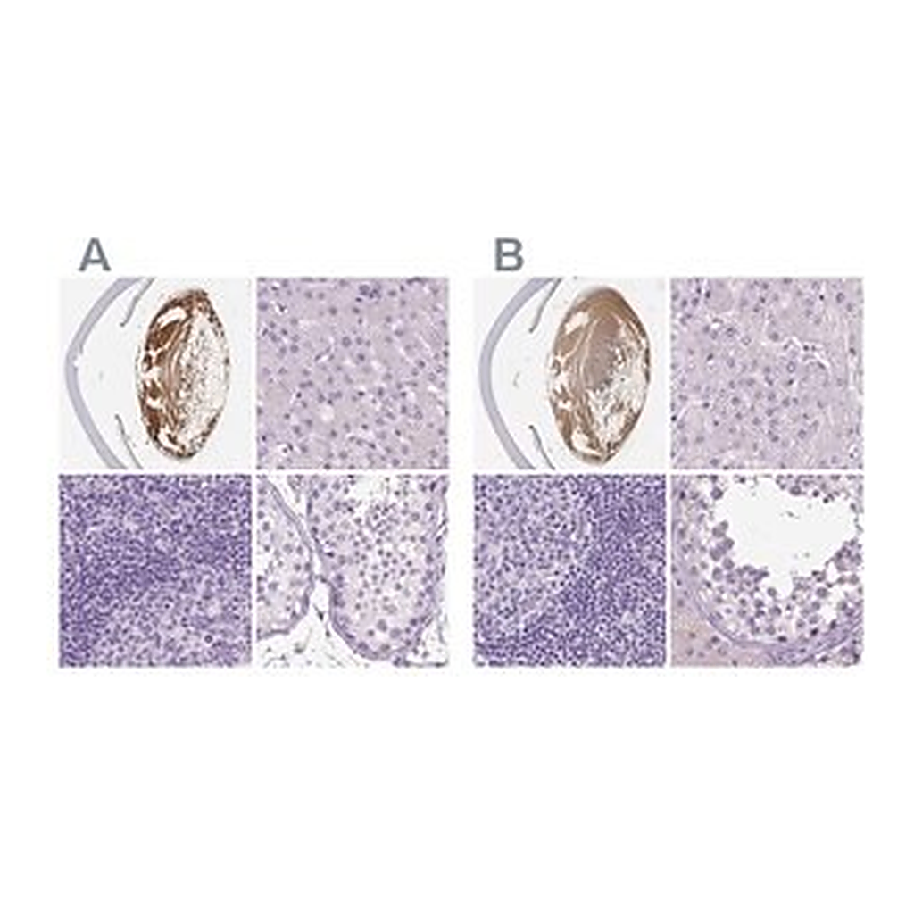 Merck Anti-LGSN antibody produced in rabbit