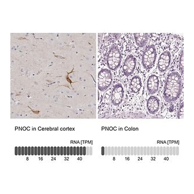 Merck Anti-PNOC antibody produced in rabbit