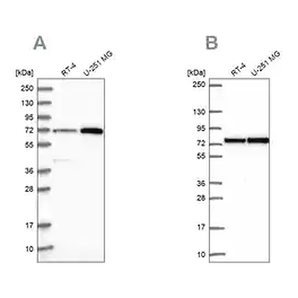Merck Anti-PES1 antibody produced in rabbit