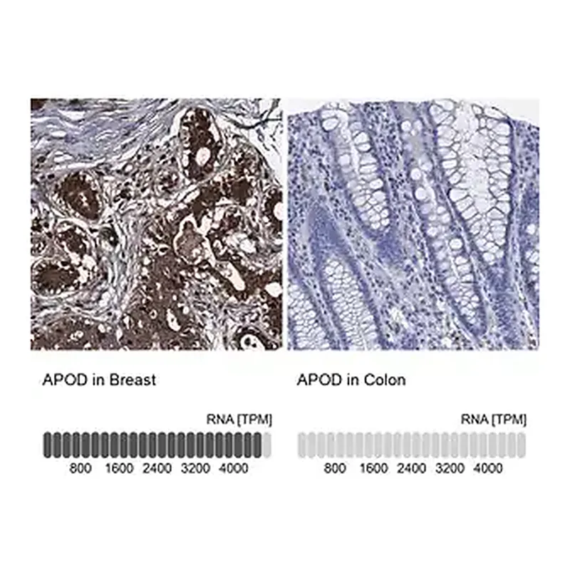 Merck Anti-APOD antibody produced in rabbit