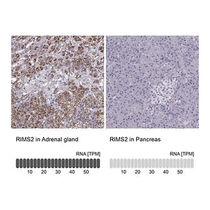 Merck Anti-RIMS2 antibody produced in rabbit