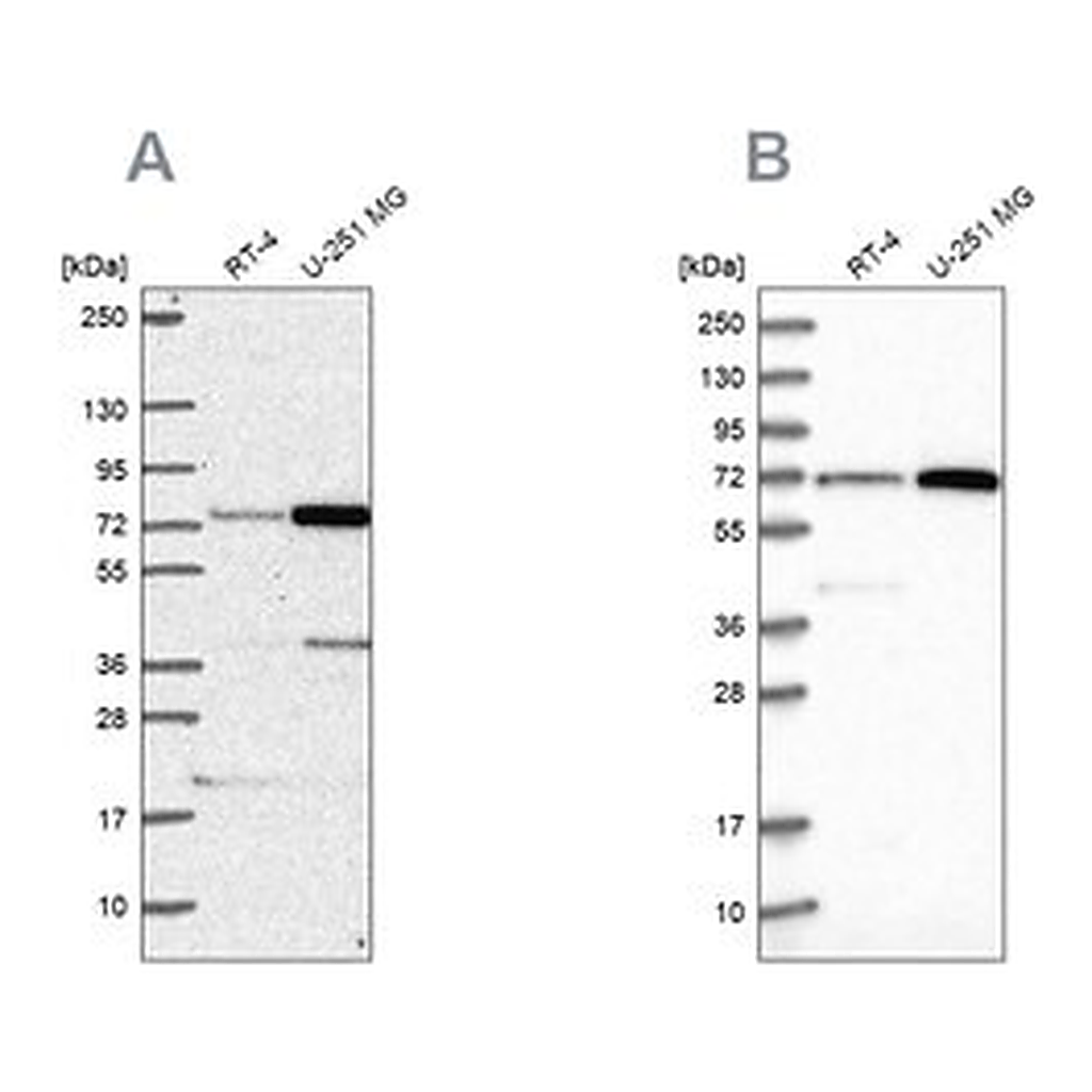 Merck Anti-PES1 antibody produced in rabbit