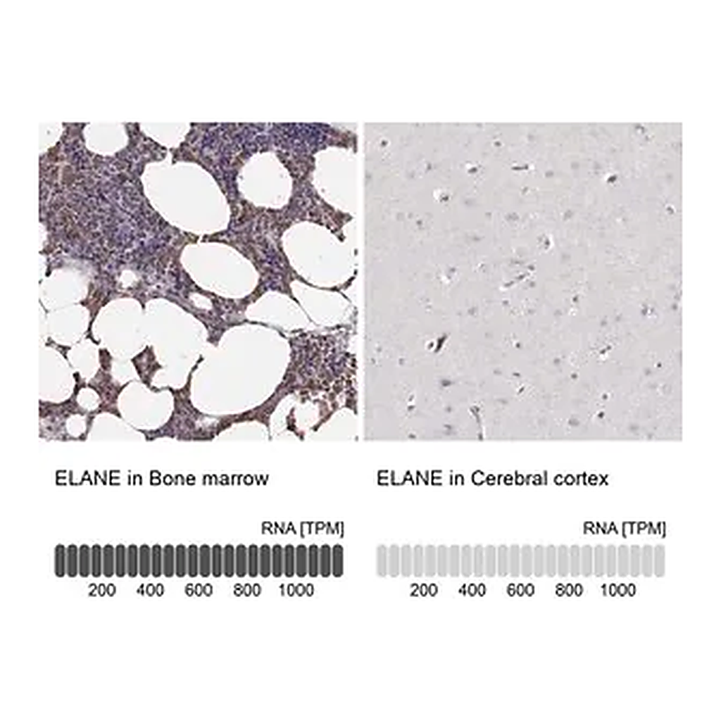 Merck Anti-ELANE antibody produced in rabbit