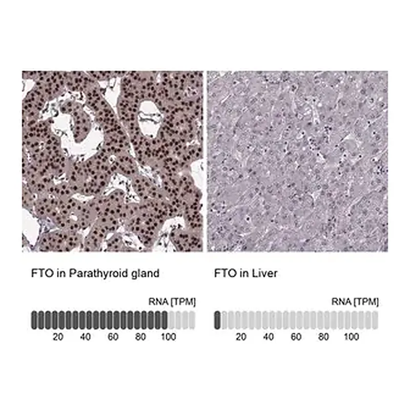 Merck Anti-FTO antibody produced in rabbit