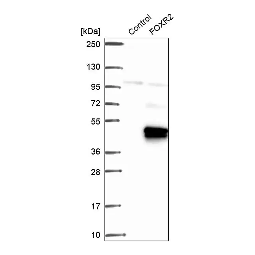 Merck Anti-FOXR2 antibody produced in rabbit