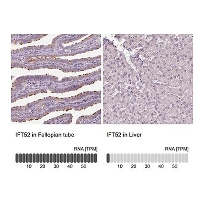 Merck Anti-IFT52 antibody produced in rabbit