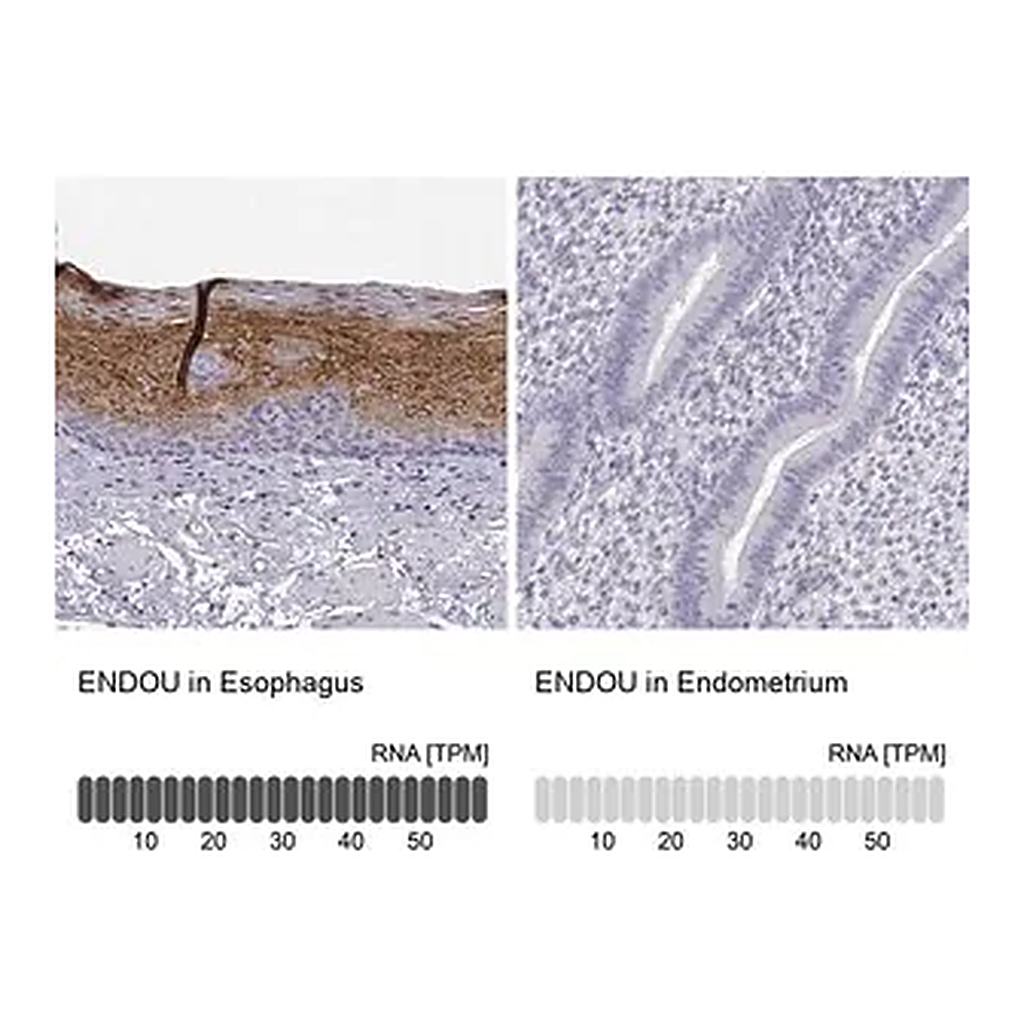 Merck Anti-ENDOU antibody produced in rabbit