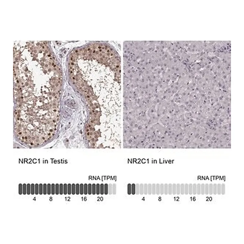 Merck Anti-NR2C1 antibody produced in rabbit