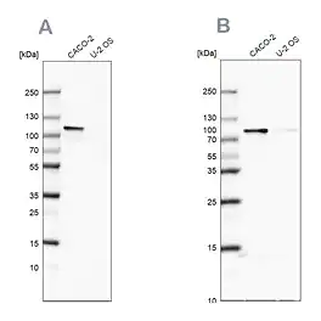 Merck Anti-LARP4B antibody produced in rabbit