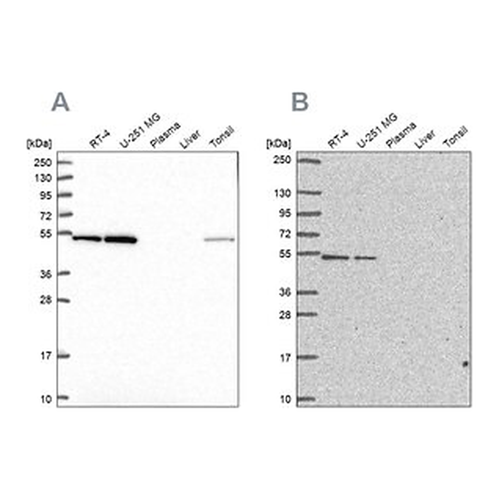 Merck Anti-RUVBL2 antibody produced in rabbit