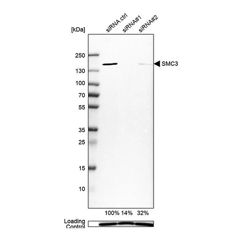 Merck Anti-SMC3 antibody produced in rabbit
