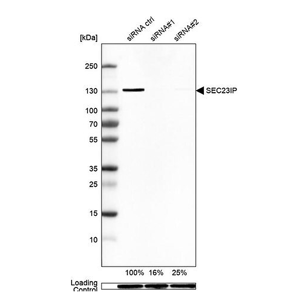 Merck Anti-SEC23IP antibody produced in rabbit