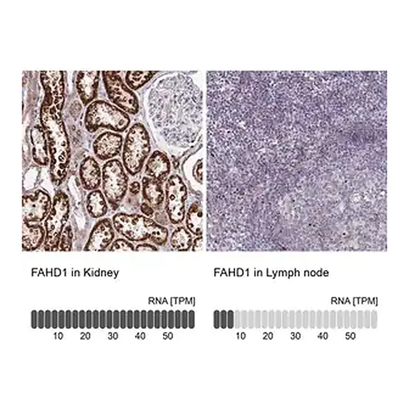 Merck Anti-FAHD1 antibody produced in rabbit