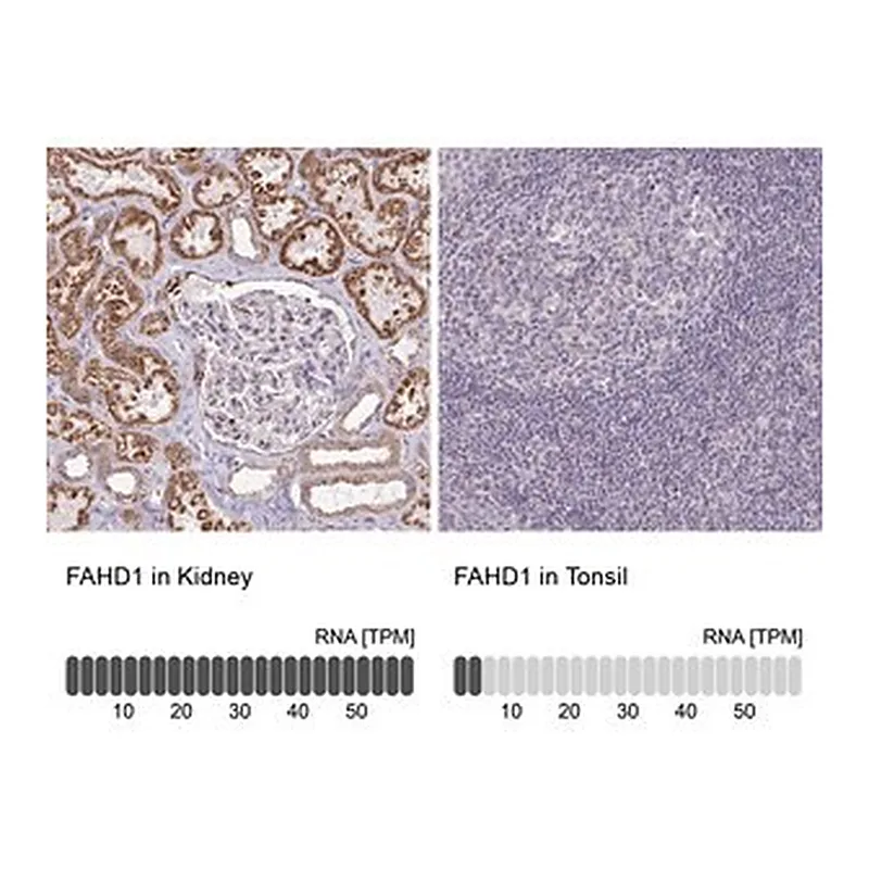 Merck Anti-FAHD1 antibody produced in rabbit