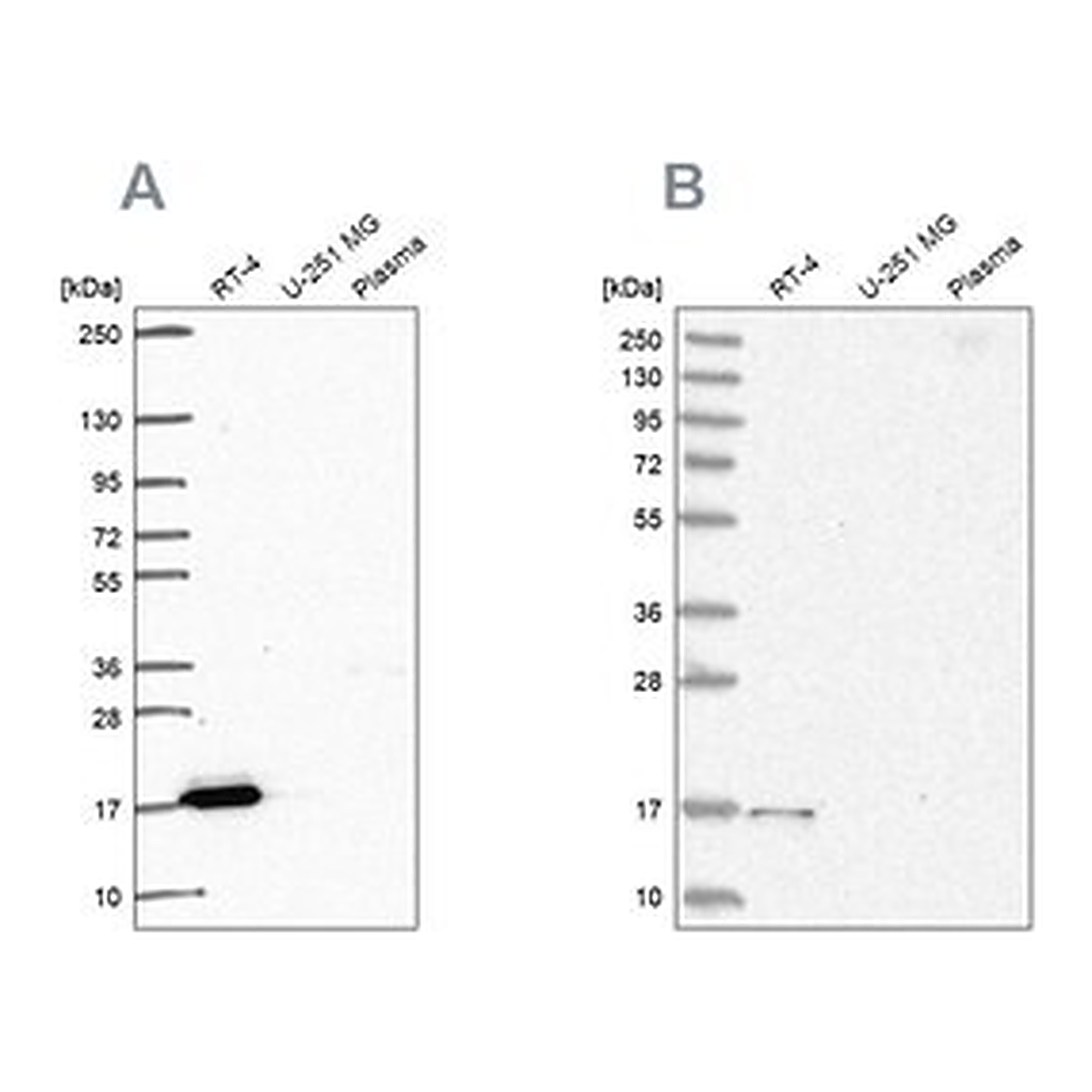 Merck Anti-FAM162A antibody produced in rabbit