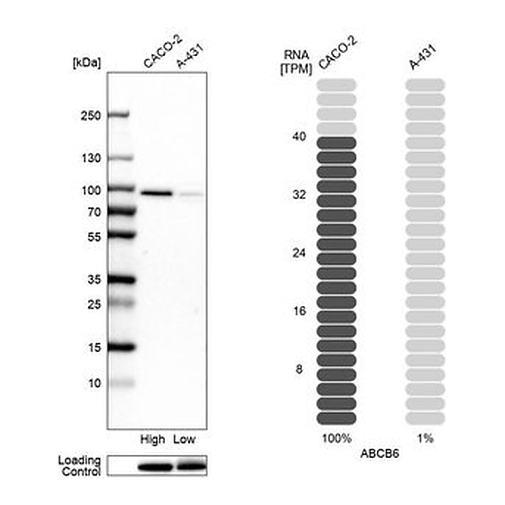 Merck Anti-ABCB6 antibody produced in rabbit
