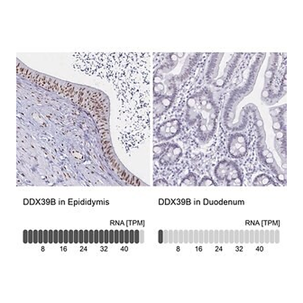 Merck Anti-DDX39B antibody produced in rabbit