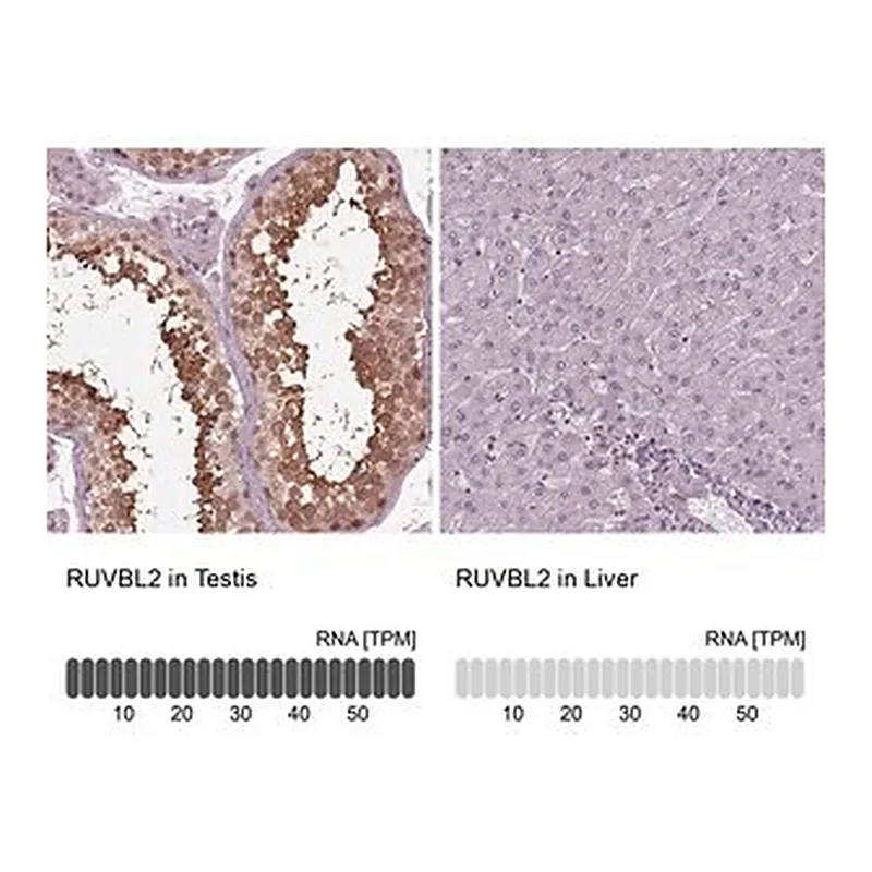Merck Anti-RUVBL2 antibody produced in rabbit