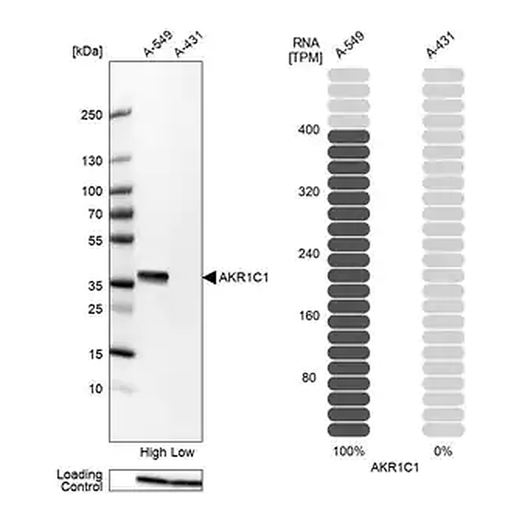 Merck Anti-AKR1C1 antibody produced in rabbit
