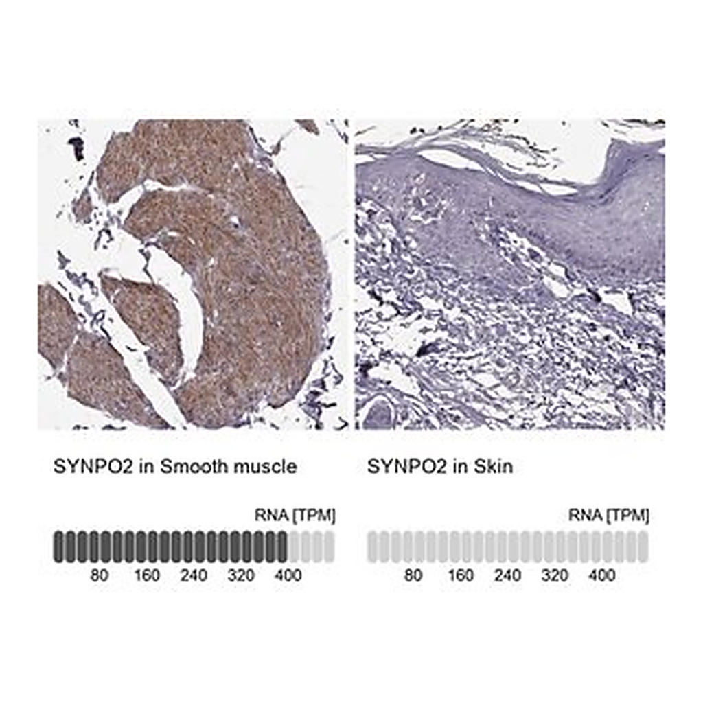 Merck Anti-SYNPO2 antibody produced in rabbit