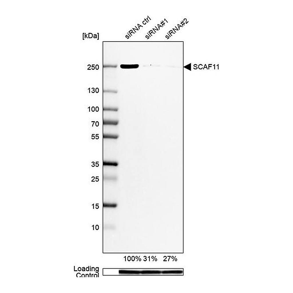 Merck Anti-SCAF11 antibody produced in rabbit