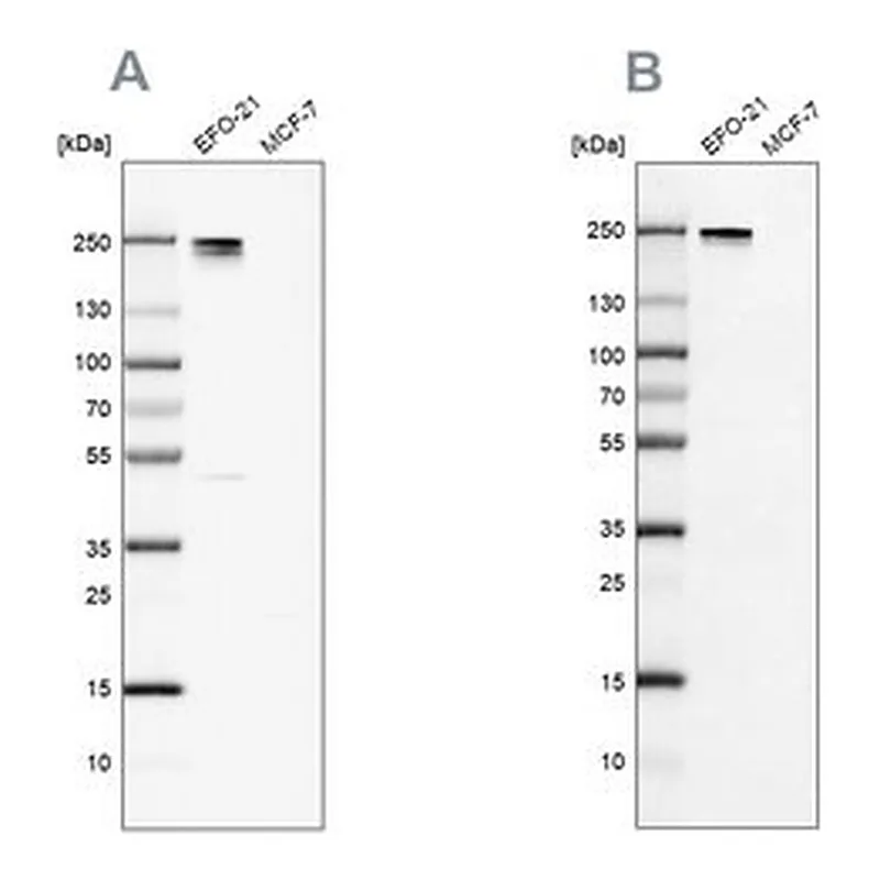 Merck Anti-NID2 antibody produced in rabbit