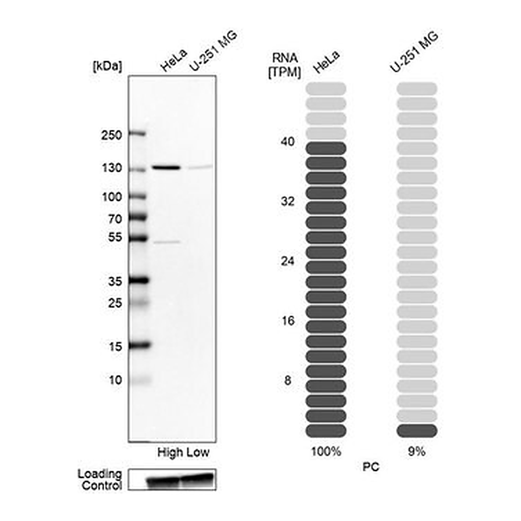 Merck Anti-PC antibody produced in rabbit