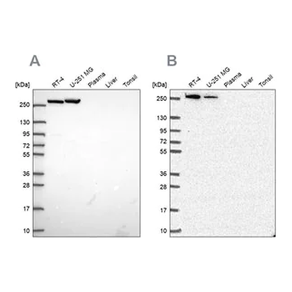 Merck Anti-CAD antibody produced in rabbit