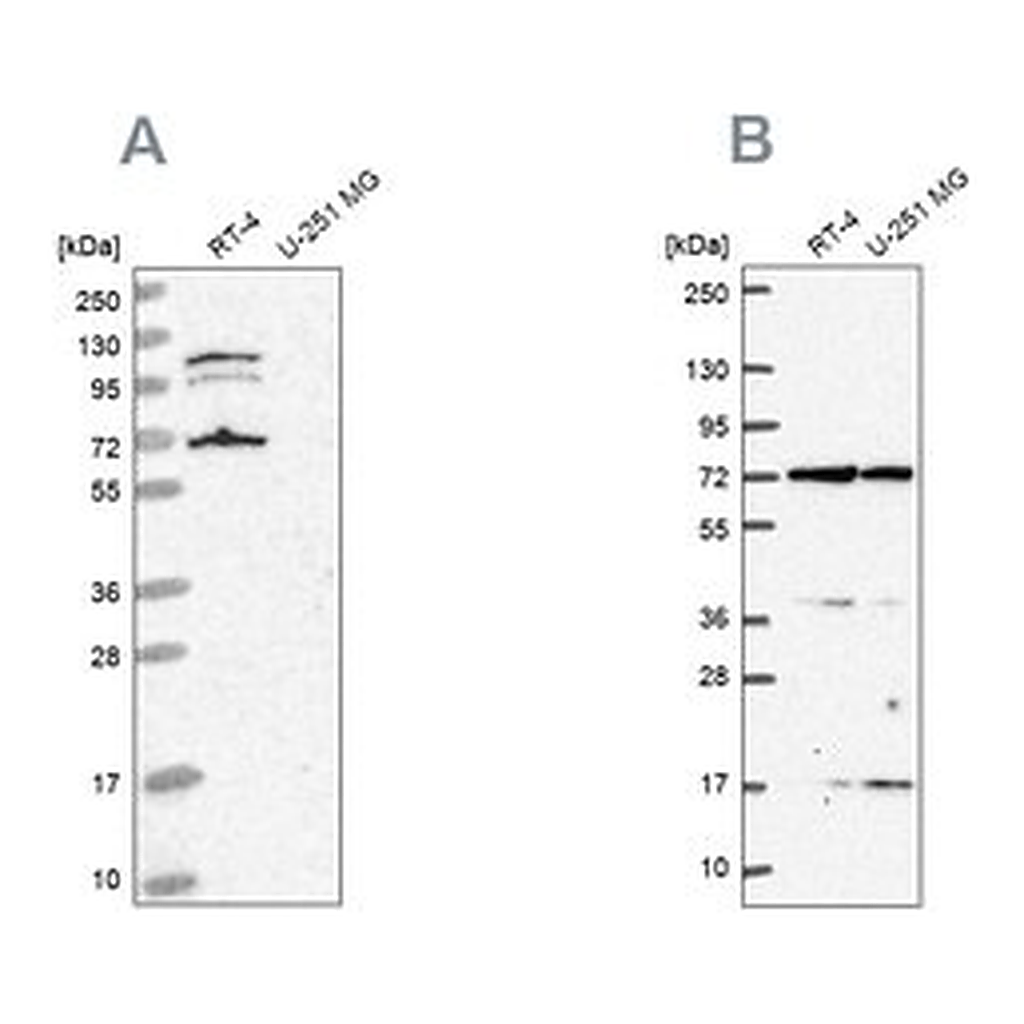 Merck Anti-ARAF antibody produced in rabbit
