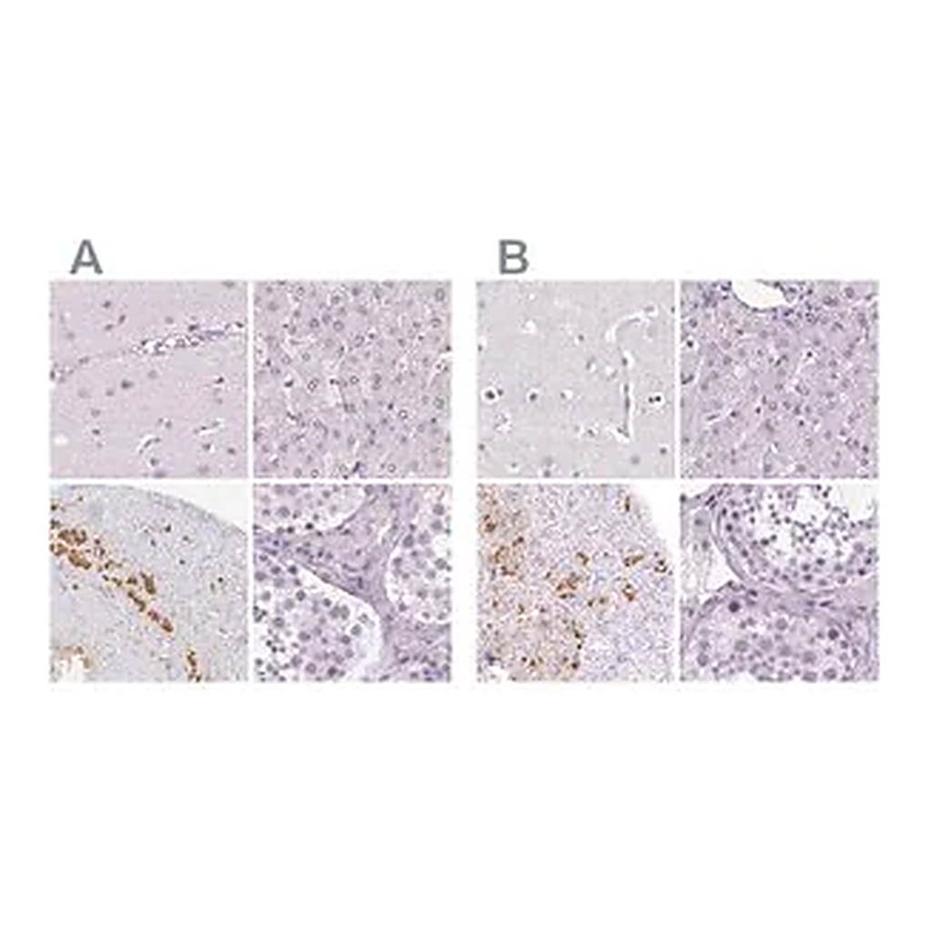 Merck Anti-POMC antibody produced in rabbit