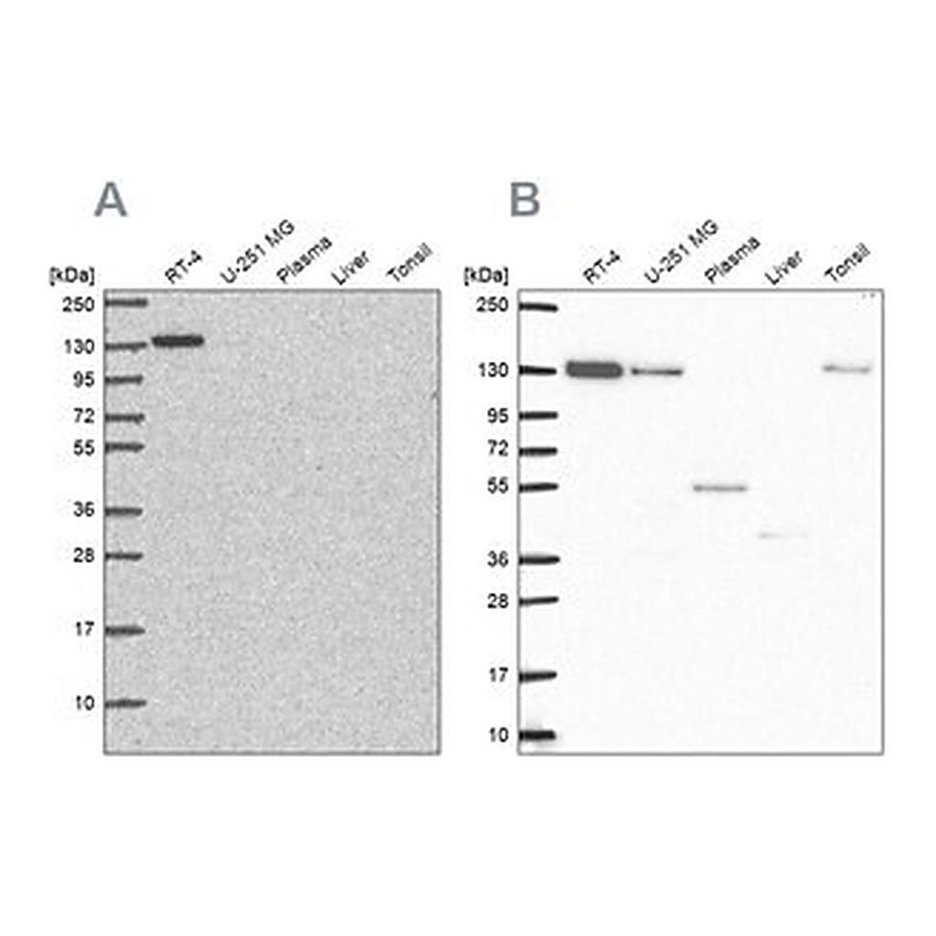 Merck Anti-CAND1 antibody produced in rabbit