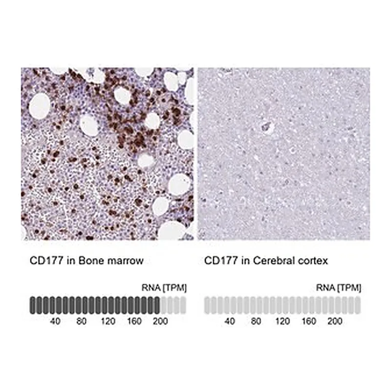 Merck Anti-CD177 antibody produced in rabbit