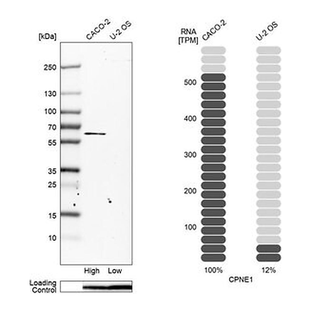 Merck Anti-CPNE1 antibody produced in rabbit