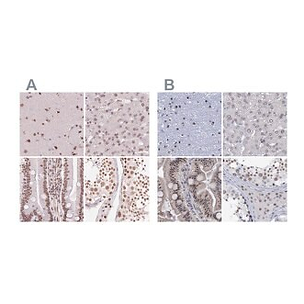 Merck Anti-SREK1 antibody produced in rabbit