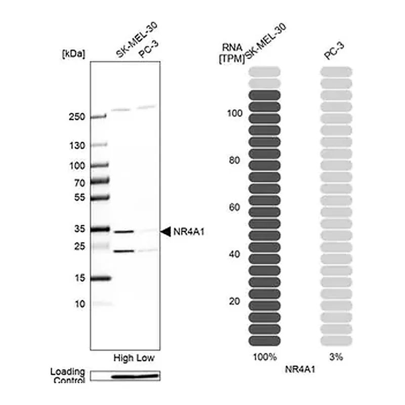 Merck Anti-NR4A1 antibody produced in rabbit