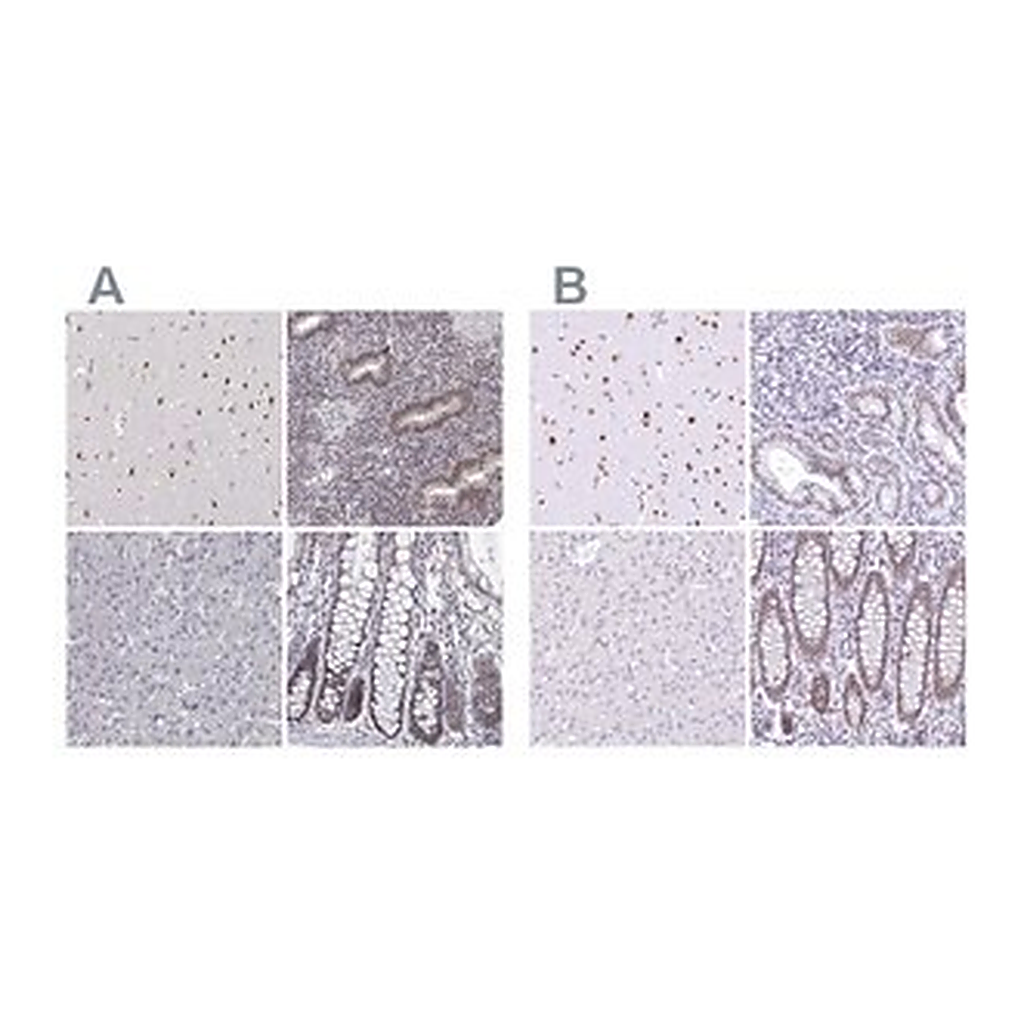 Merck Anti-HNRNPA0 antibody produced in rabbit