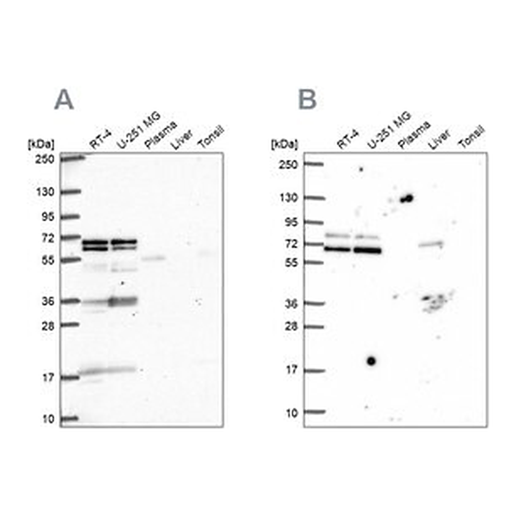 Merck Anti-GTF3C5 antibody produced in rabbit