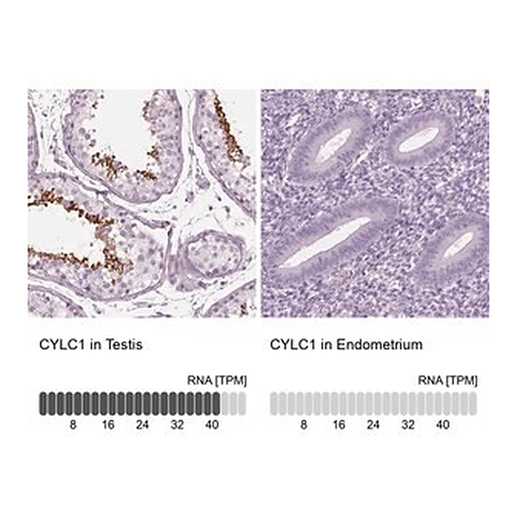 Merck Anti-CYLC1 antibody produced in rabbit