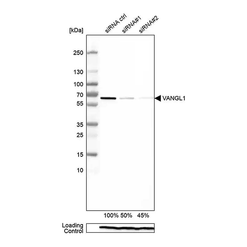 Merck Monoclonal Anti-VANGL1 antibody produced in mouse