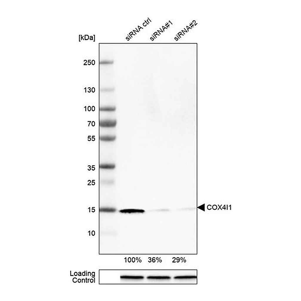 Merck Monoclonal Anti-COX4I1 antibody produced in mouse