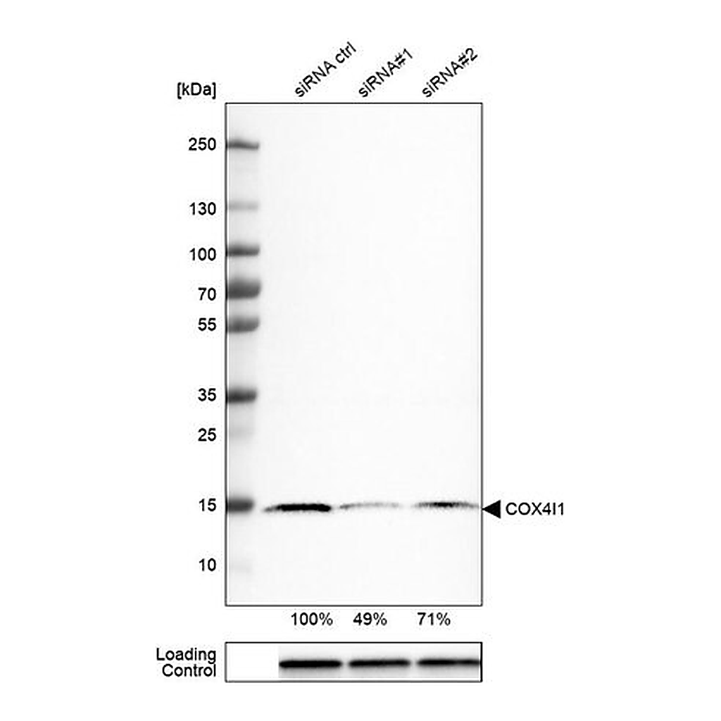 Merck Monoclonal Anti-COX4I1 antibody produced in mouse