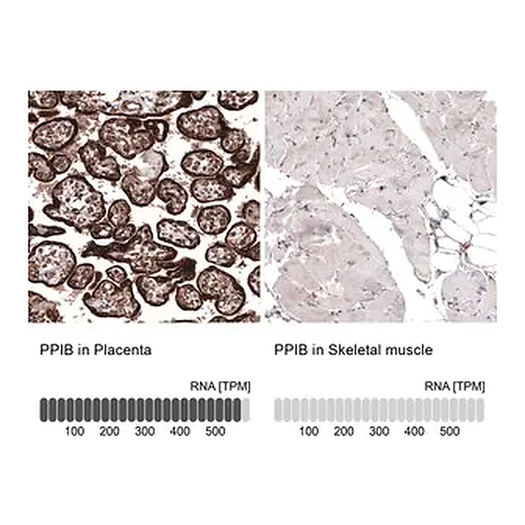 Merck Monoclonal Anti-PPIB antibody produced in mouse
