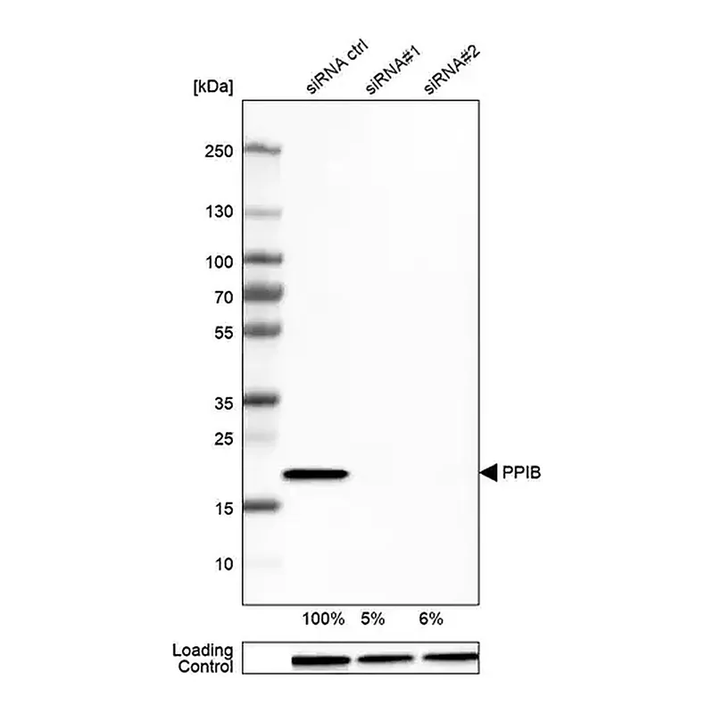 Merck Monoclonal Anti-PPIB antibody produced in mouse
