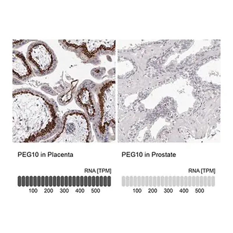 Merck Anti-PEG10 antibody produced in rabbit