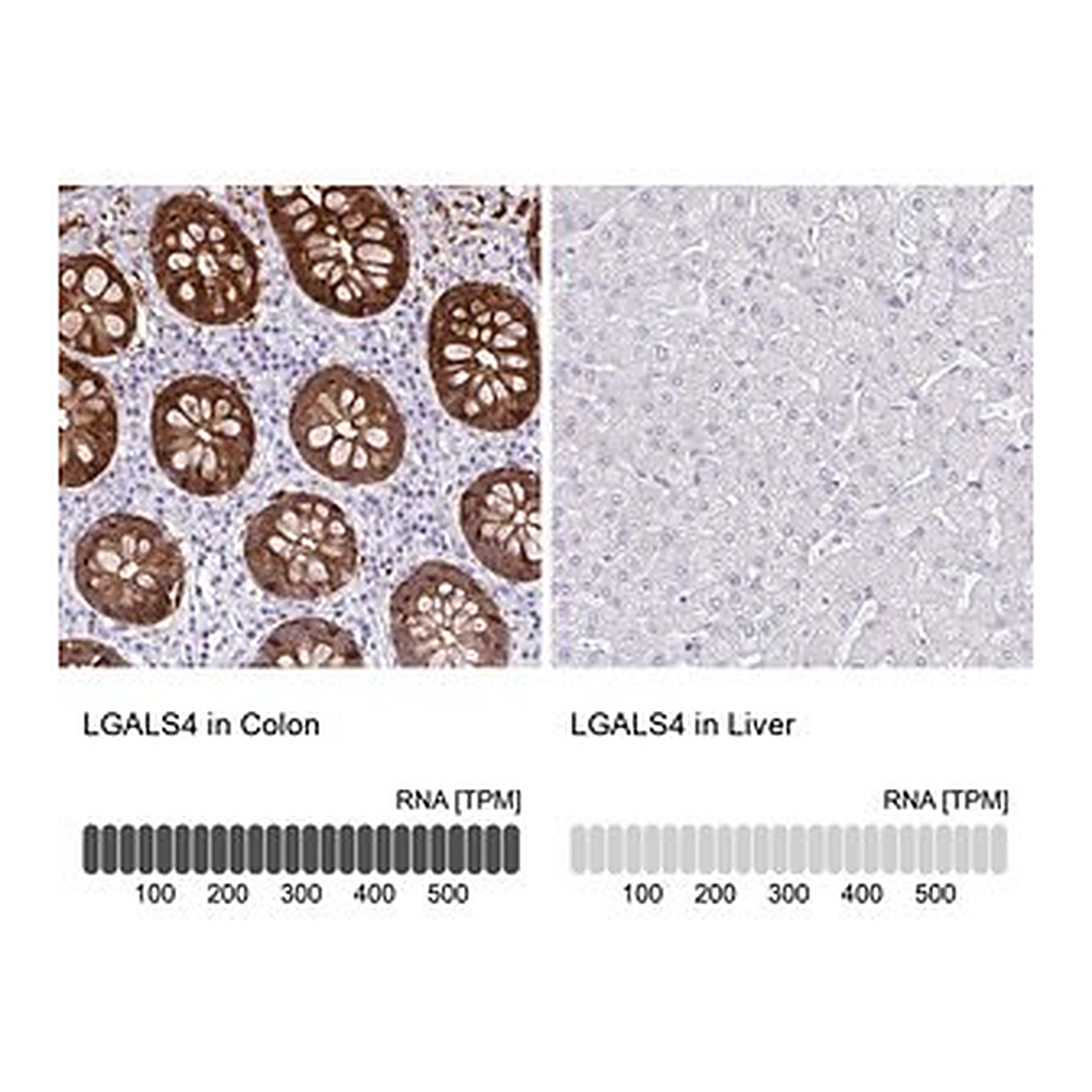Merck Anti-LGALS4 antibody produced in rabbit