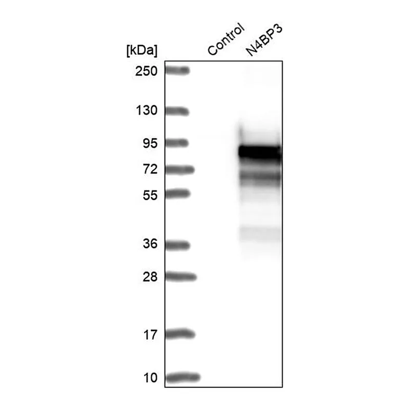 Merck Anti-N4BP3 antibody produced in rabbit