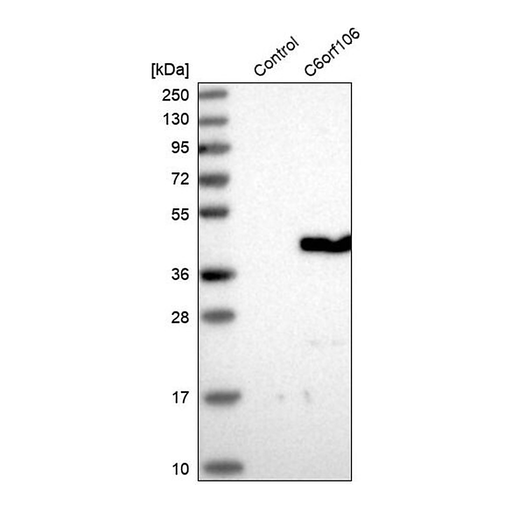 Merck Anti-C6orf106 antibody produced in rabbit