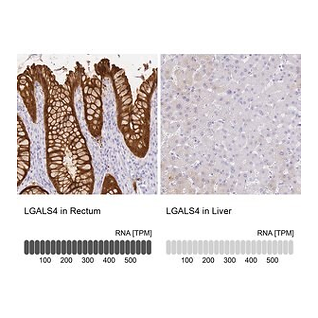Merck Anti-LGALS4 antibody produced in rabbit