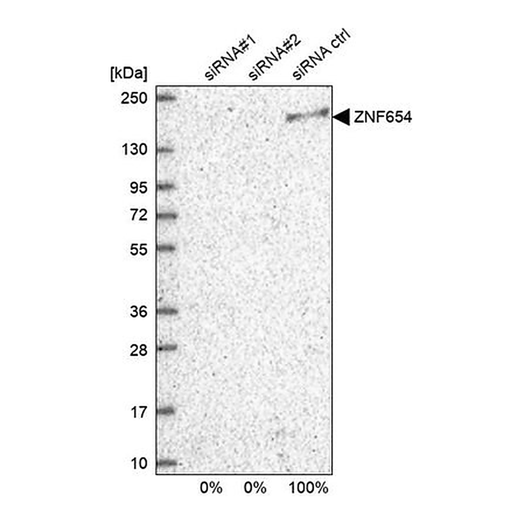 Merck Anti-ZNF654 antibody produced in rabbit